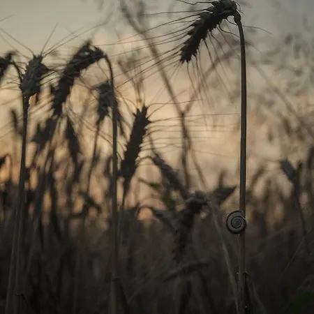 Dom Pod Lipami Blatnica