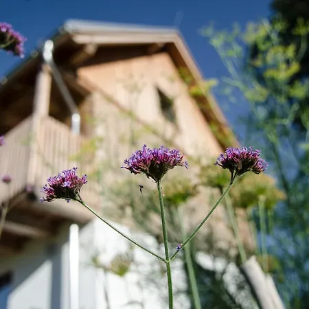 Homestay Dom Pod Lipami *