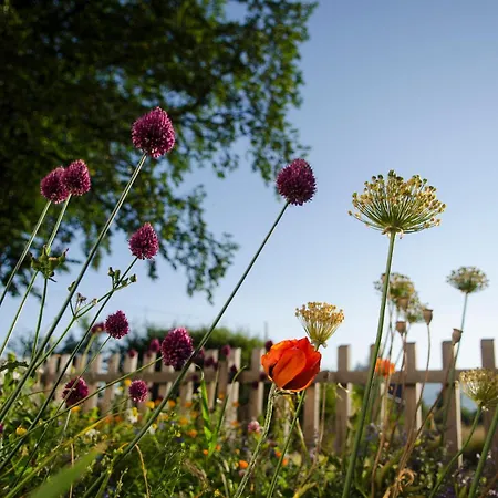 Homestay Dom Pod Lipami